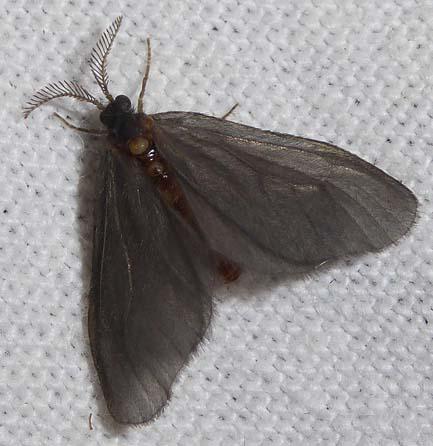 Sterrhopterix fusca